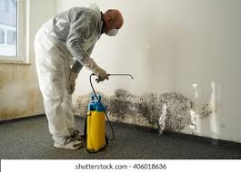 Best Black Mold Removal  in Cordova, AK